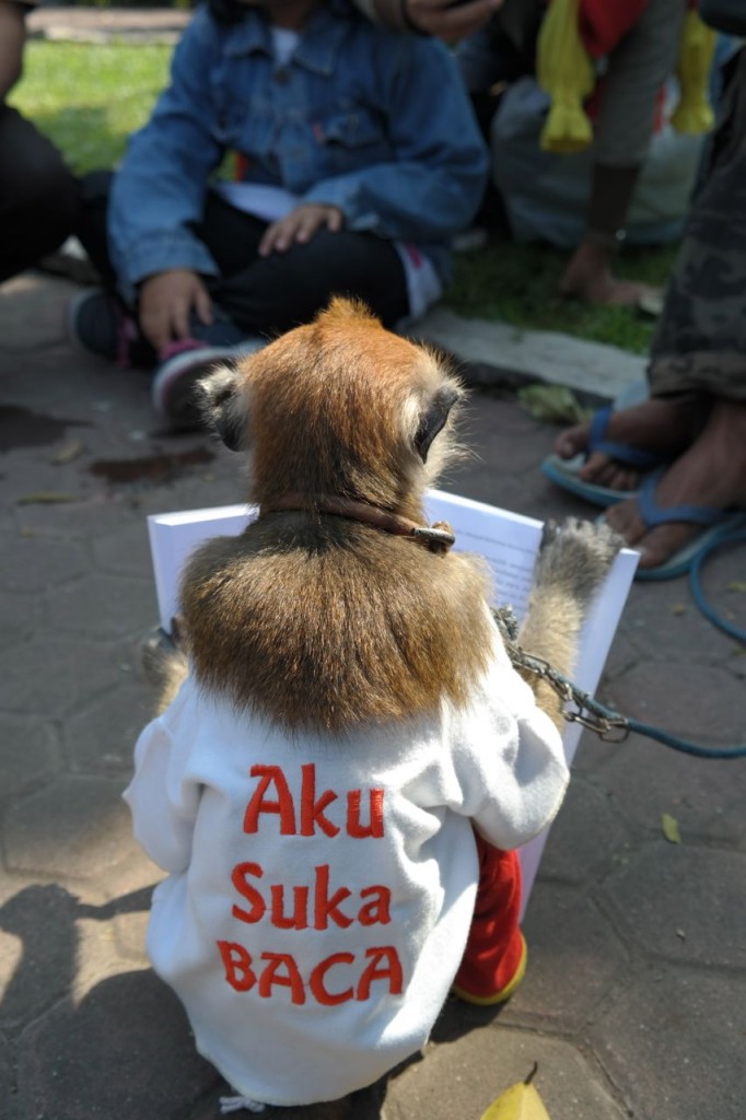 Monyet saja suka baca / photo junanto