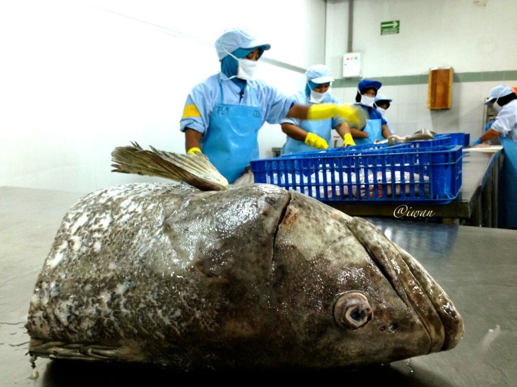 Pengolahan ikan di PT Kelola Mina Laut / photo iwan