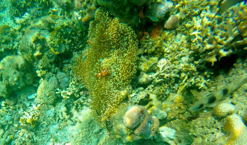 Finding Nemo in Raja Ampat/ photo by Junanto